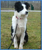 welpen